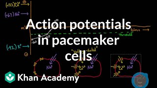 Action potentials in pacemaker cells  Circulatory system physiology  NCLEXRN  Khan Academy [upl. by Yenatirb]