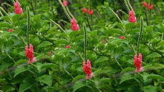 Balunakuta Red Flower Plant Stachytarpheta mutabilis [upl. by Hollie]