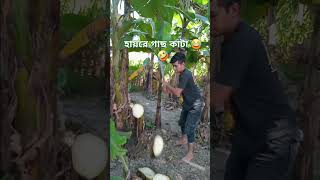 cut the banana tree shorts trendingfunnybananaplant comedy bananafarm bananaplantcarefarming [upl. by Reichel]