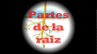 Partes de la raiz [upl. by Ahen]