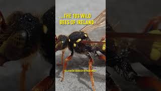 The PROBLEM with Honey Bees rewilding wildbees biodiversity ecosystem beekeeping nature [upl. by Novla]