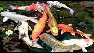 KOI FISH Ikan Hias Jepang in Pond WATER Sound Relaxing HD [upl. by Warram951]