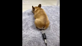 自分のおならの音にビックリして起きる犬 [upl. by Arraet]