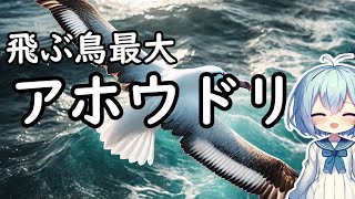 アホウドリの生態 [upl. by Reave]