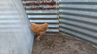 Buff Orpington Chick [upl. by Aihtnyc]