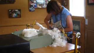 Angora Rabbit Shearing in New Zealand [upl. by Eslud]