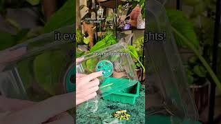 Cleaning plants plants beautiful soilpot garden soiltypes farming propagation cleaning edit [upl. by Aynam]