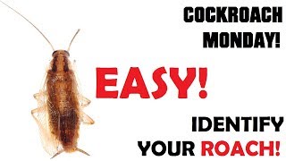 Cockroach Monday  Ep1  Identification  Easily identify your roach problem [upl. by Ettelrac]