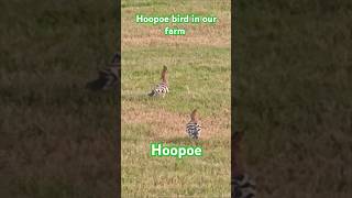 Hoopoe bird in our farm hoopoe birds bird qatar [upl. by Skiest69]