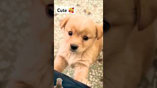 cute​ shorts​shorts​ viral​ puppy​ trending​ dog​ viralshorts​ youtubeshorts​ puppydog​ [upl. by Reilamag69]