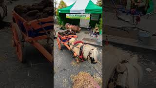 The Horse Fair Westport 2024fyp youtubeshorts viralvideo viralshorts [upl. by Joyan]