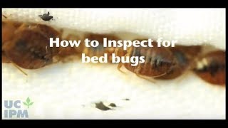 How to inspect for bed bugs [upl. by Gerhard679]