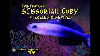 Fish Feature Scissortail Goby  Ptereleotris evides [upl. by Caundra666]