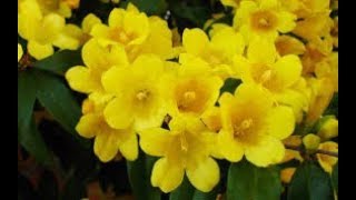 पीली चमेली🌾YELLOW JASMINE गर्मियों🌞 की बेल🍃VineEvergren flowers vineplantssummer plants [upl. by Henrion]