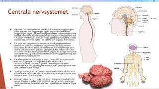 Nervsystemet  Biologi 2 100 p [upl. by Stander]