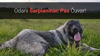 🐕 Šarplaninac Pas Čuvar – Slike I Karakteristike Šarplaninca [upl. by Lole]