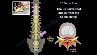 L5 Nerve Root  Everything You Need To Know  Dr Nabil Ebraheim [upl. by Rraval]