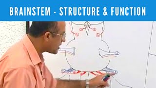 Brainstem  Structure and Function  Neuroanatomy [upl. by Beltran]