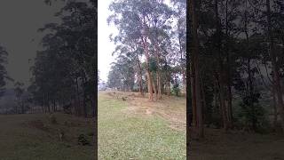 Eucalyptus trees [upl. by Htomit]