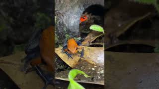 ADORABLE BUT POISONOUS TINY DART FROG EATS HUNDREDS OF LITTLE CREATURES Oophaga pumilio shorts [upl. by Llirred]