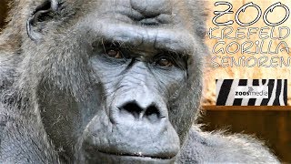 Gorillas im Zoo Krefeld 🦍 Die SeniorenGruppe  zoosmedia [upl. by Ingalls]