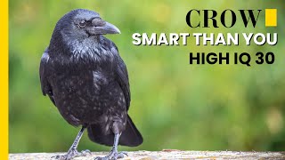 Why Crows Are Incredibly Smart  How Smart Are Crows Actually  as Smart as 7 Year Old Humans [upl. by Sixela]