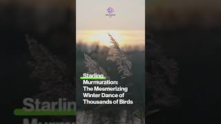 MindBlowing Starling Murmuration Shorts [upl. by Stanislaus618]