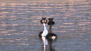 Great Crested Grebe Courtship Dance [upl. by Anuahs]