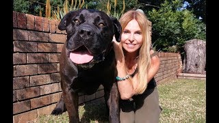 THE BOERBOEL LION DOG  MOST POWERFUL MASTIFF IN SOUTH AFRICA [upl. by Ranjiv193]