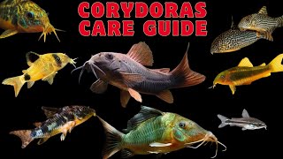 Corydoras catfish care Guide corydorascatfishare corydorascatfish [upl. by Khajeh]