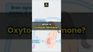 Oxytocin Hormone Role in the Body biology humanbodyfacts shorts  Dr Ronak Maam [upl. by Ydnec]