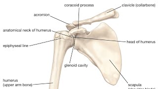 anatomy bd chaurasia humerusbone [upl. by Llertnauq194]