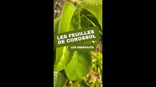 Les feuilles de corossol  les bienfaits [upl. by Benzel]