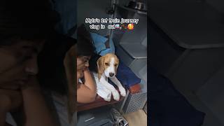 Train journey vlog is out🥰 bollywoodbeaglepuppycutetraveldogloverpetlovershortstrainbeagle [upl. by Oecile]