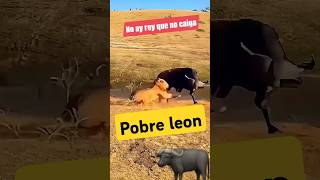 NO AY REY QUE NO CAIGA leyvafamilyvlog PELEA LEON bufalos BISONTES handymantips viralshorts [upl. by Yrtneg105]