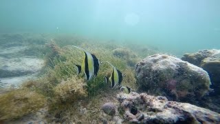 Unterwasseraufnahmen mit der Gopro [upl. by Rosen]