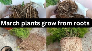 MarchApril plants grow from rootsAsparagus fern propagationPermanent plants indoorGardening [upl. by Joed]