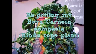 Repotting my Hoya carnosa compacta [upl. by Labannah]