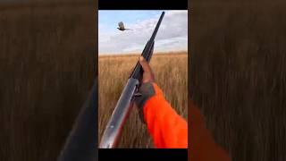 Best shot 2024 pheasant hunting birddog viralvideo [upl. by Kumar699]