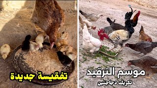 يوميات الدجاج🐓فقسو كتاكيت🐣شوفو شكد؟  كركت الهراتية والدجاجة الجديدة [upl. by Sebastiano]