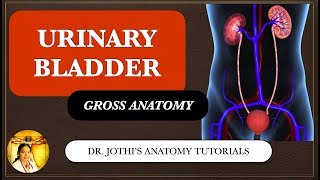 Urinary Bladder Gross Anatomy  ENGLISHTAMIL [upl. by Talmud]