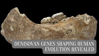 Denisovan genes shaping human evolution revealed [upl. by Ladin]