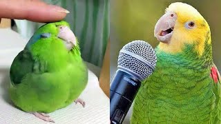 Smart And Funny Parrots Parrot Talking Videos Compilation 2024  Cute Birds 6 [upl. by Maxine]