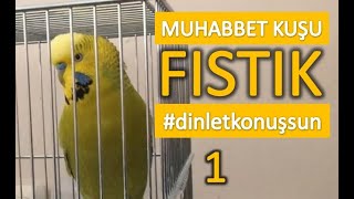 Konuşan Muhabbet Kuşu Fıstık  Dinlet konuşsun  1 [upl. by Corene115]