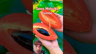 Sawo Meksiko Jumbo subcribe fruit shorts short [upl. by Yuma]