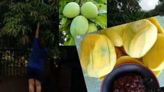 MUKBANG freshly pick indian mangopinoy favorite manggaviral trending video satisfying [upl. by Eninaj]