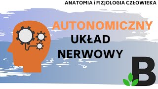 AUTONOMICZNY układ nerwowy współczulny przywspółczulny  Anatomia  KOREPETYCJE z BIOLOGII 310 [upl. by Falcone135]