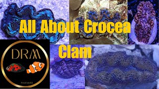 Clam Care Tips and Tricks for a Healthy Crocea Clam [upl. by Libna166]