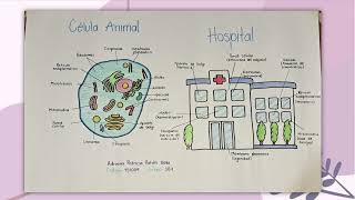 ANALOGIA ENTRE UNA CELULA Y UN HOSPITAL [upl. by Esilec]