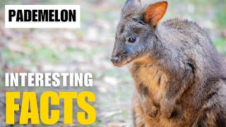 Exploring the Fascinating World of Pademelon  Interesting Facts  The Beast World [upl. by Blandina69]